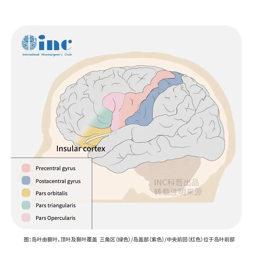 島葉<a href='/jiaozhiliu/' target='_blank'><u>膠質(zhì)瘤</u></a>有治愈的嗎？