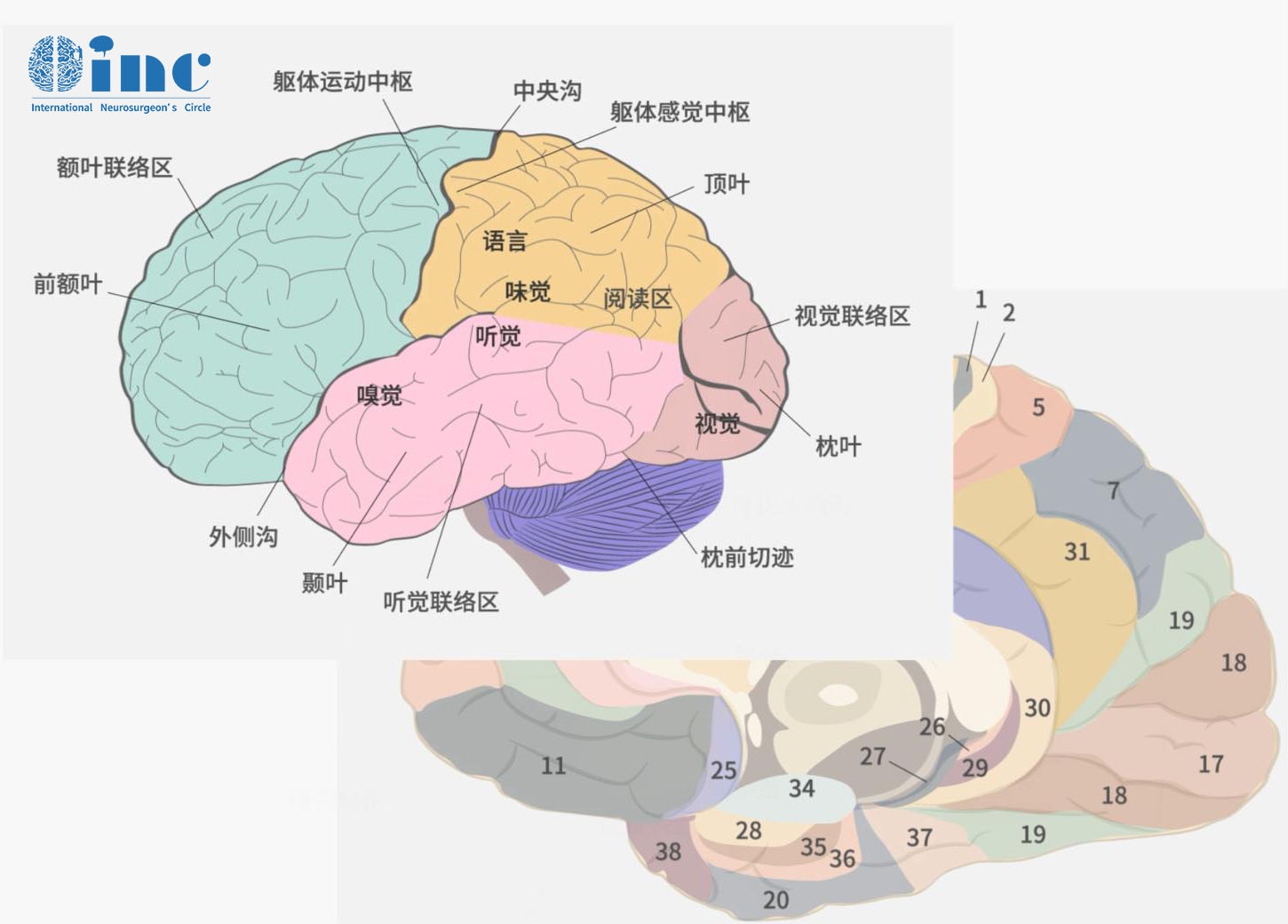 神經節(jié)細胞瘤