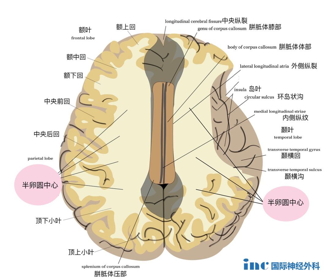 半卵圓中心此斷面恰經(jīng)胼胝體上方，可見大腦半球的髓質(zhì)形成半卵圓中心。