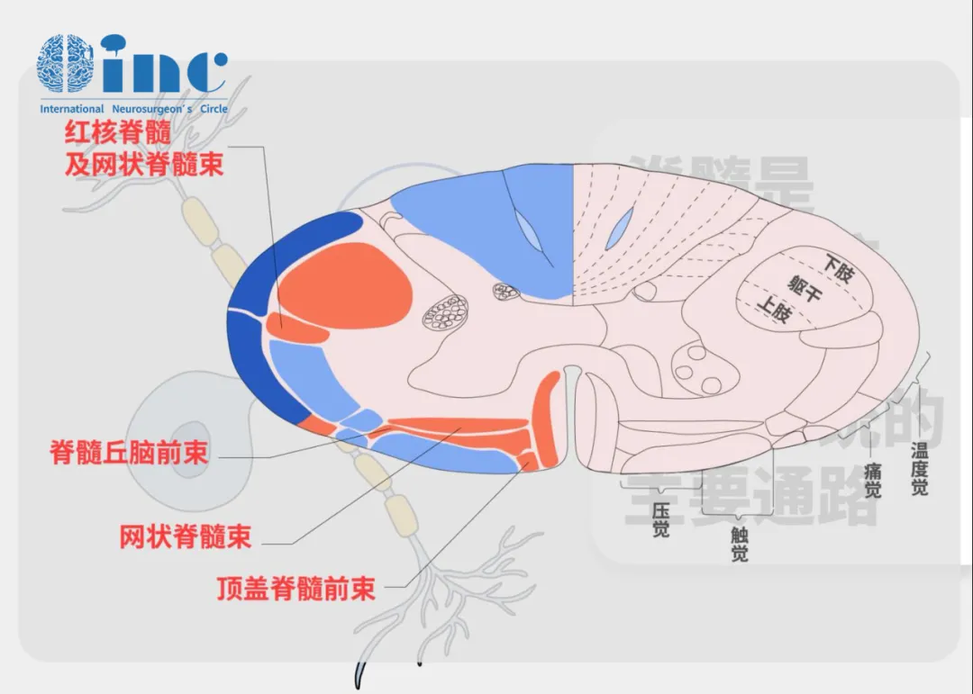 脊髓對(duì)人體是重要的，它是大腦和周圍神經(jīng)傳遞信號(hào)的橋梁，主要就分布在頸椎管和胸椎管