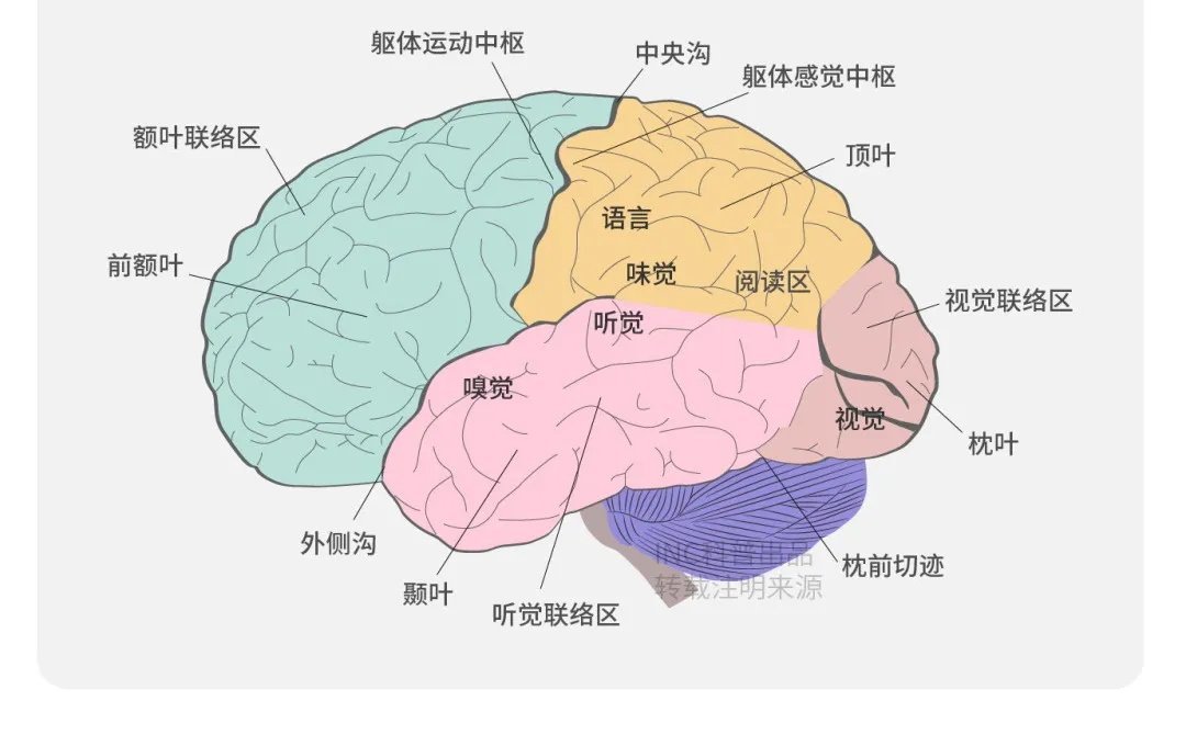 到底什么是額葉？