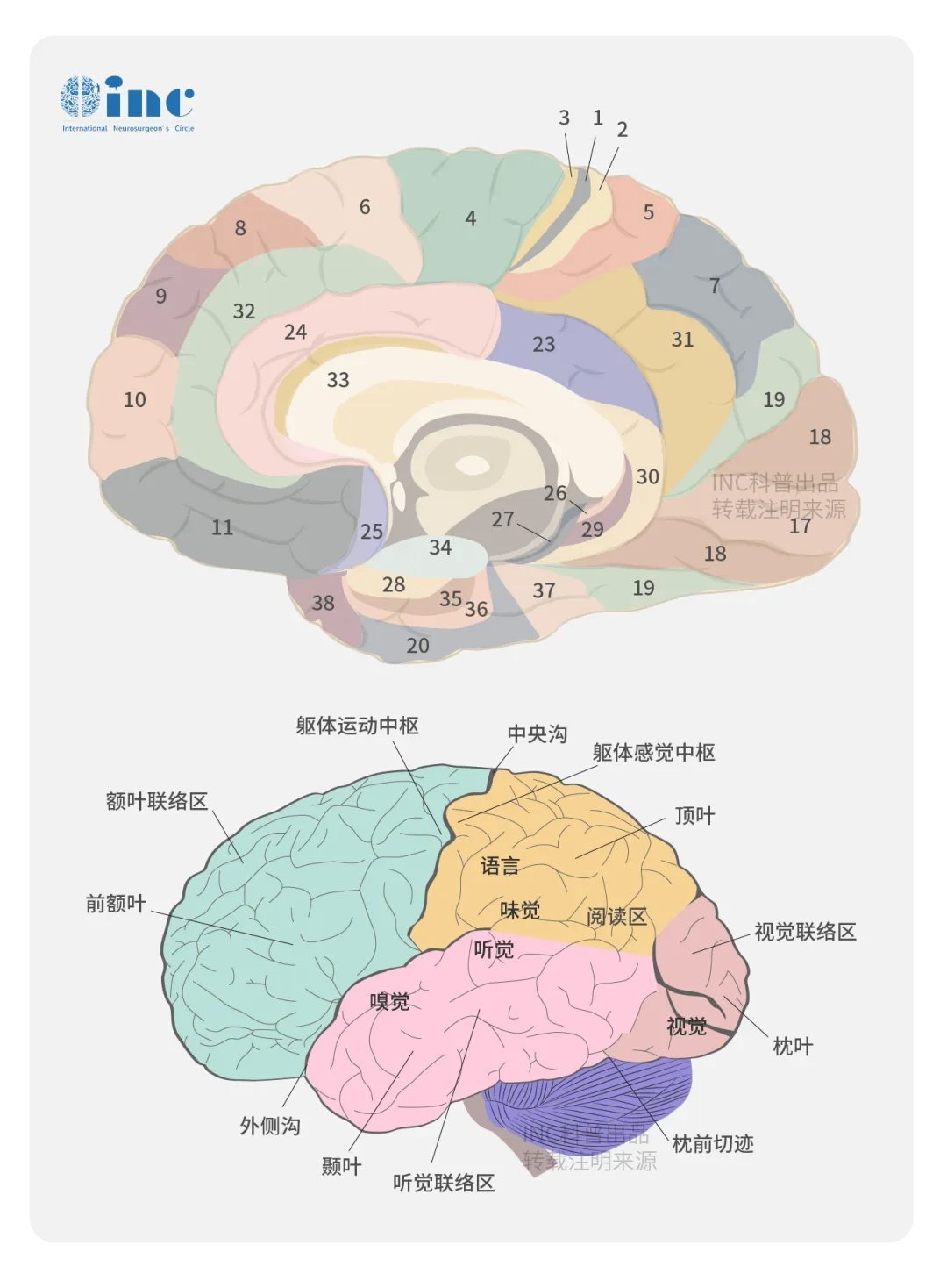 島葉手術