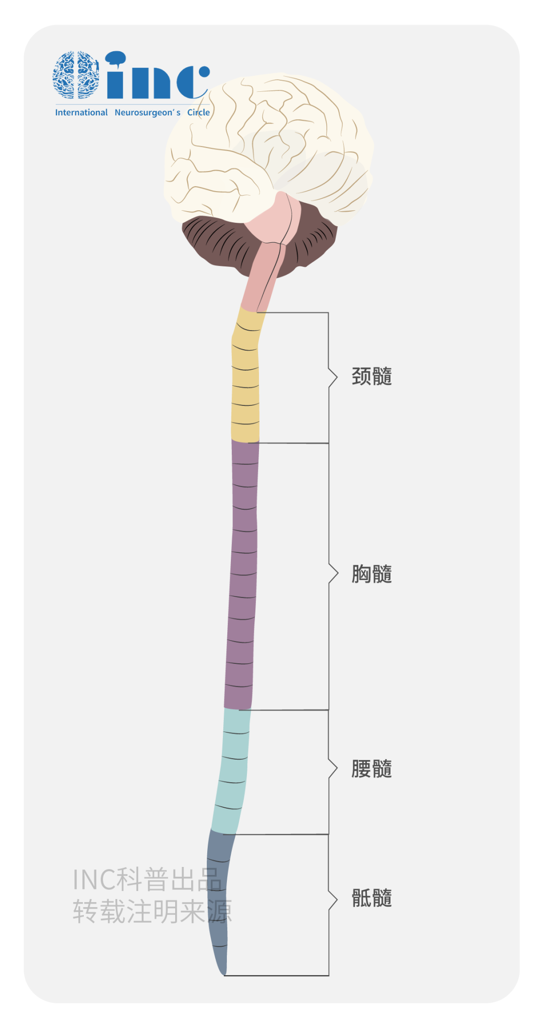 脊索瘤具有惡性潛質(zhì)，超過1/3的患者可能發(fā)生淋巴結(jié)轉(zhuǎn)移和血行播散。