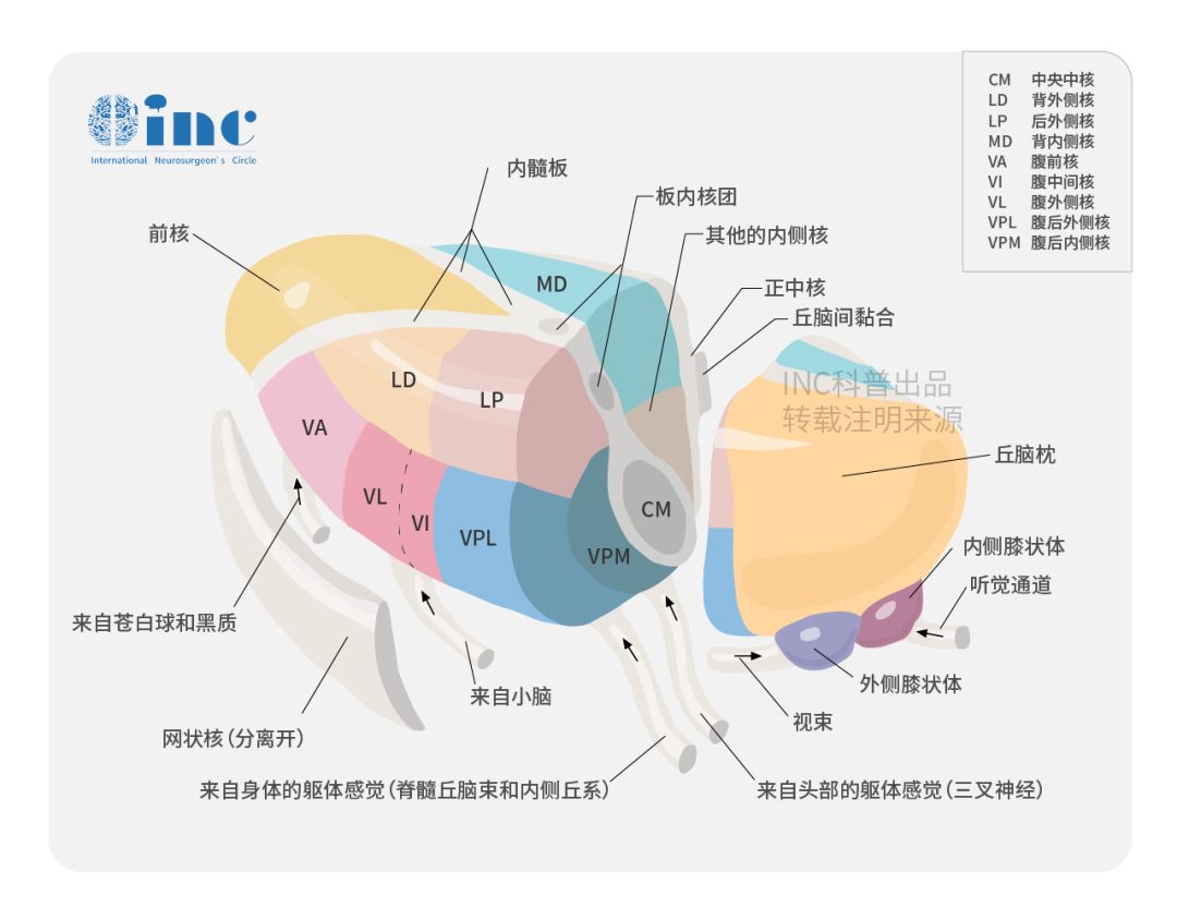 丘腦是腦部較深在的區(qū)域，其前下方則毗鄰下丘腦及中腦，約50%的丘腦表面被內(nèi)囊所覆蓋。