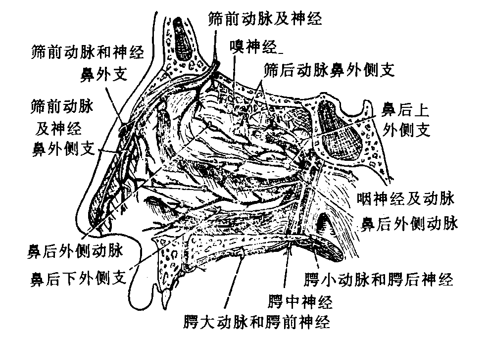 鼻腔、鼻竇及其被覆上皮的結(jié)構(gòu)賦予了鼻腔不同的功能