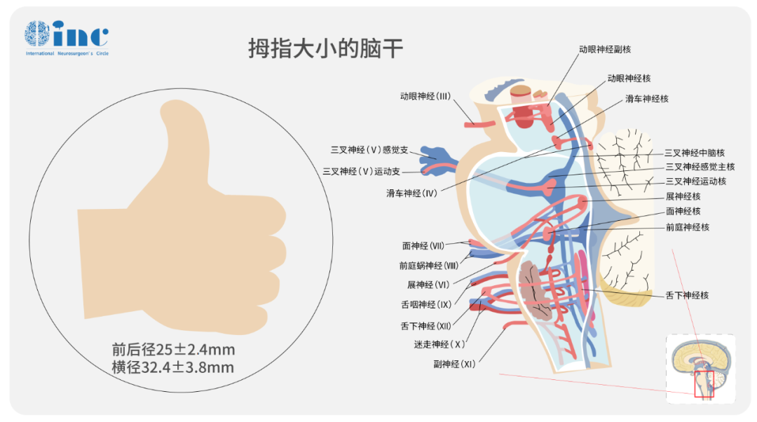 腦干