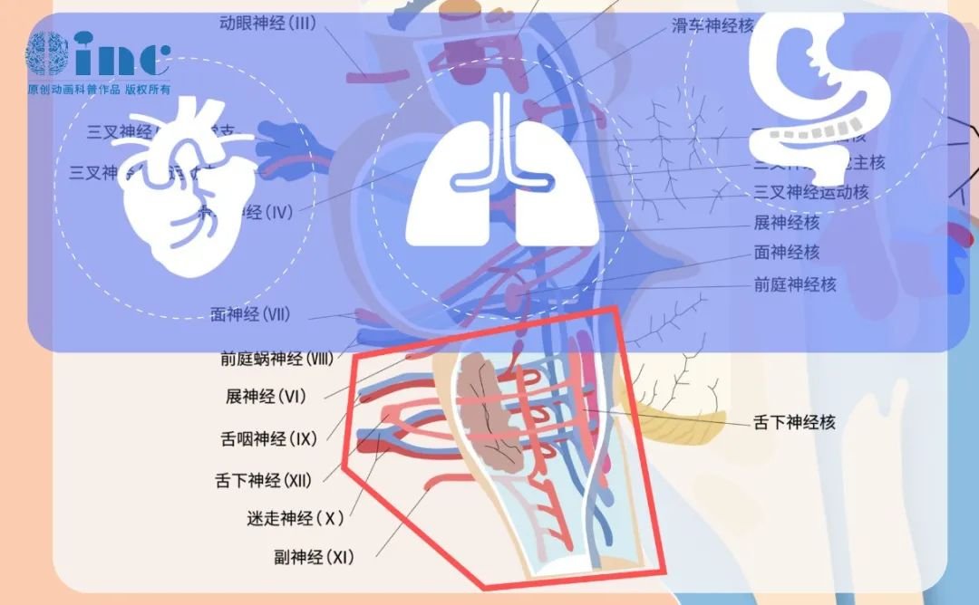 腦干延髓是神經(jīng)高度密集區(qū)，連接脊髓和大腦的纖維束，舌咽神經(jīng)、迷走神經(jīng)、副神經(jīng)、舌下神經(jīng)），其內(nèi)含有心跳、呼吸、消化等基本生命中樞。解剖關(guān)系復(fù)雜、位置深，手術(shù)難度很高。
