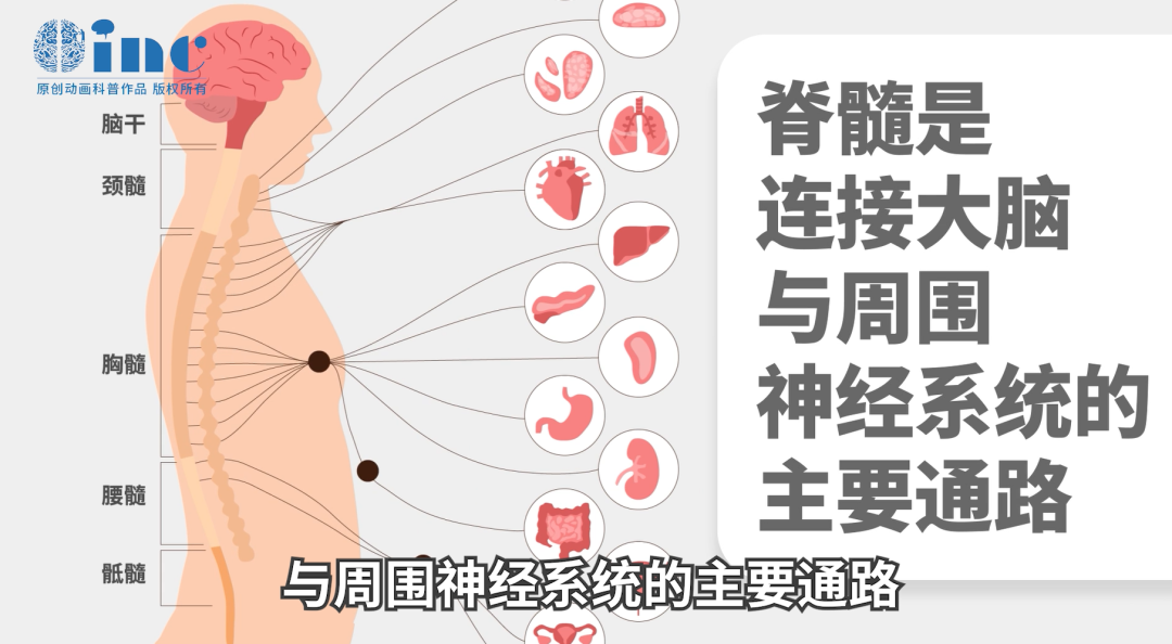脊髓由許多神經(jīng)細(xì)胞和神經(jīng)纖維組成，這些神經(jīng)纖維像錯(cuò)綜復(fù)雜的電纜一樣，將身體各部位與大腦緊密相連。