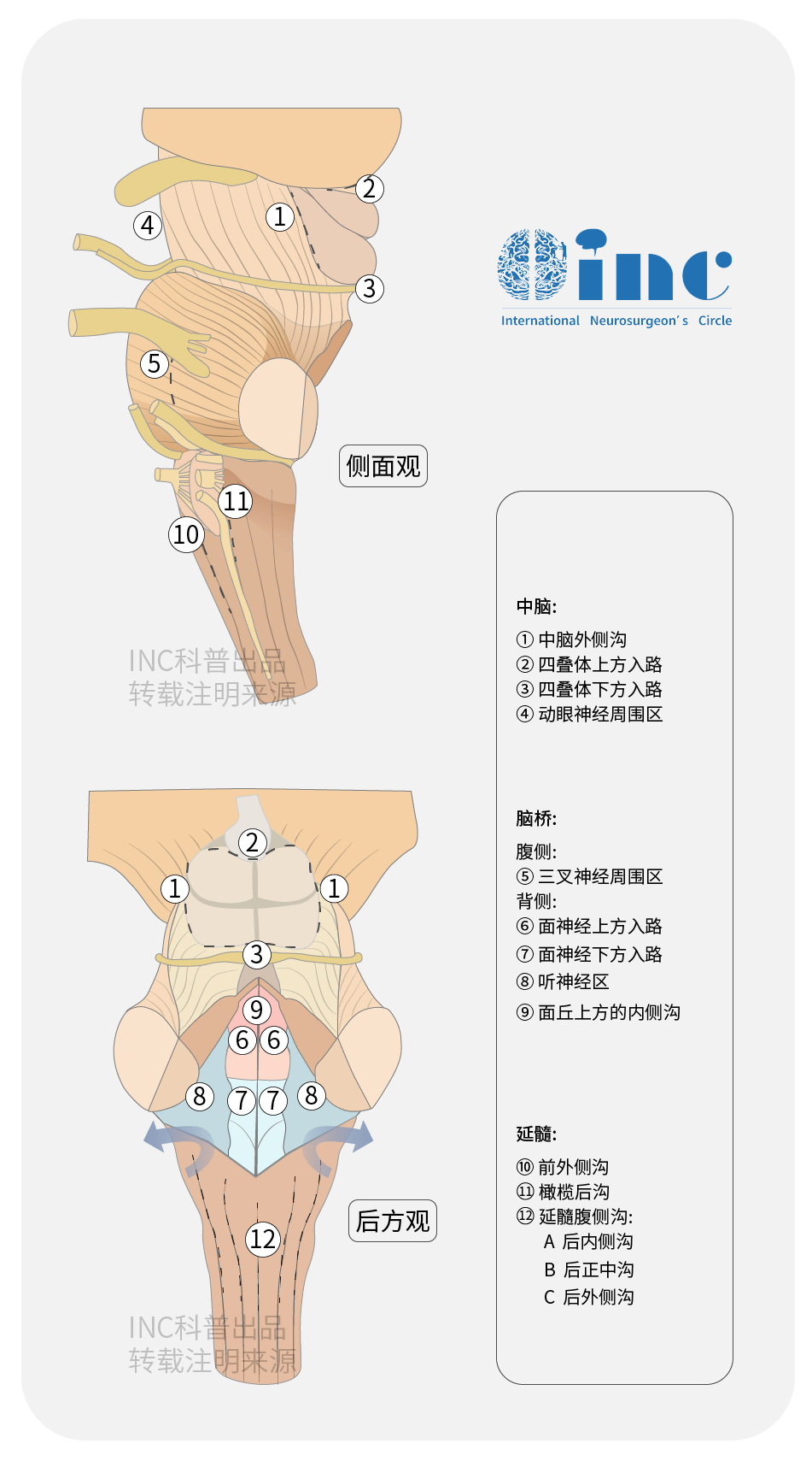 圖：腦干手術(shù)安全操作區(qū)。