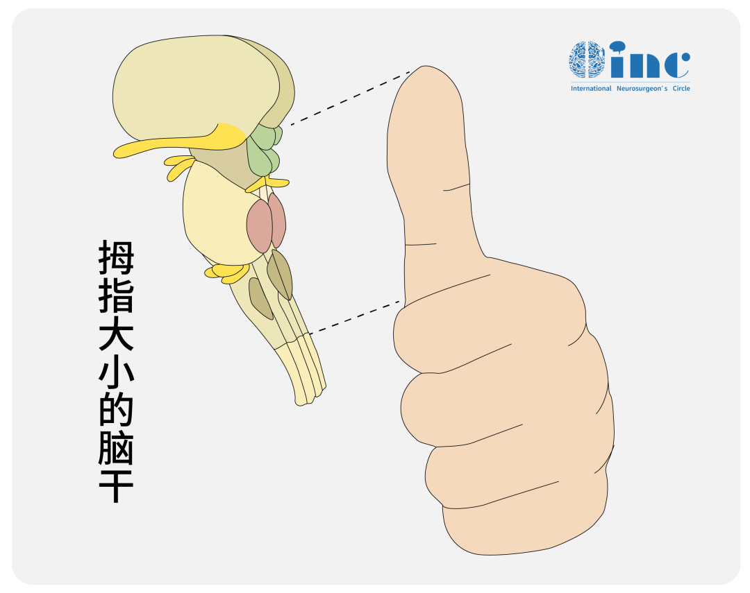 腦干