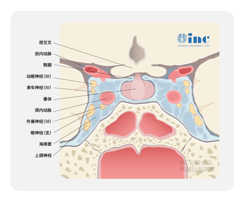 藍(lán)色部分為海綿竇