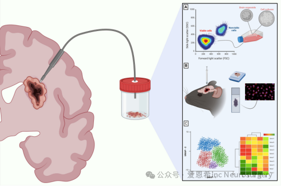 　圖 1：對(duì)于可切除的活組織中 CNS 腫瘤的下游分析。CNS 腫瘤的不同轉(zhuǎn)化應(yīng)用強(qiáng)調(diào)了采用維持高細(xì)胞活力的術(shù)中手術(shù)工具的重要性。這些應(yīng)用包括培養(yǎng)細(xì)胞 (A)、使用患者來(lái)源的異種移植物開發(fā)臨床前模型 (B)，以及使用多組學(xué)分析進(jìn)行下游測(cè)序，例如統(tǒng)一流形近似和投影 (UMAP) 或轉(zhuǎn)錄組學(xué)數(shù)據(jù)的基因組熱圖 (C)。