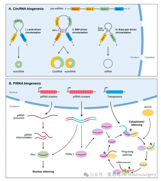 圖4. 環(huán)狀RNA（circRNA）和piRNA的生物合成。（A）環(huán)狀RNA（circRNA）由前體mRNA通過反向剪接生成，連接5'剪接位點和上游3'剪接位點。外顯子環(huán)狀RNA（ecircRNA）通過RNA結合蛋白（RBP）驅(qū)動的環(huán)化或套索驅(qū)動的環(huán)化生成，后者涉及由于前體mRNA轉(zhuǎn)錄過程中RNA的部分折疊而導致的外顯子跳躍。外顯子內(nèi)含子環(huán)狀RNA（EIciRNA）在生物合成過程中保留內(nèi)含子，而環(huán)狀內(nèi)含子RNA（ciRNA）則從前體mRNA中切除的套索內(nèi)含子衍生而來。（B）piRNA從前體piRNA簇轉(zhuǎn)錄而來，并從單鏈前體轉(zhuǎn)錄本中加工。它們隨后被加載到Piwi或PIWIL1（或其同工型PIWIL2、PIWIL3和PIWIL4）上?；蛘撸鼈兺ㄟ^乒乓循環(huán)擴增，在此過程中，與反義piRNA相關的PIWI蛋白切割piRNA前體的正義鏈，反之亦然。乒乓通路沉默目標轉(zhuǎn)座子的表達，同時擴增piRNA序列。