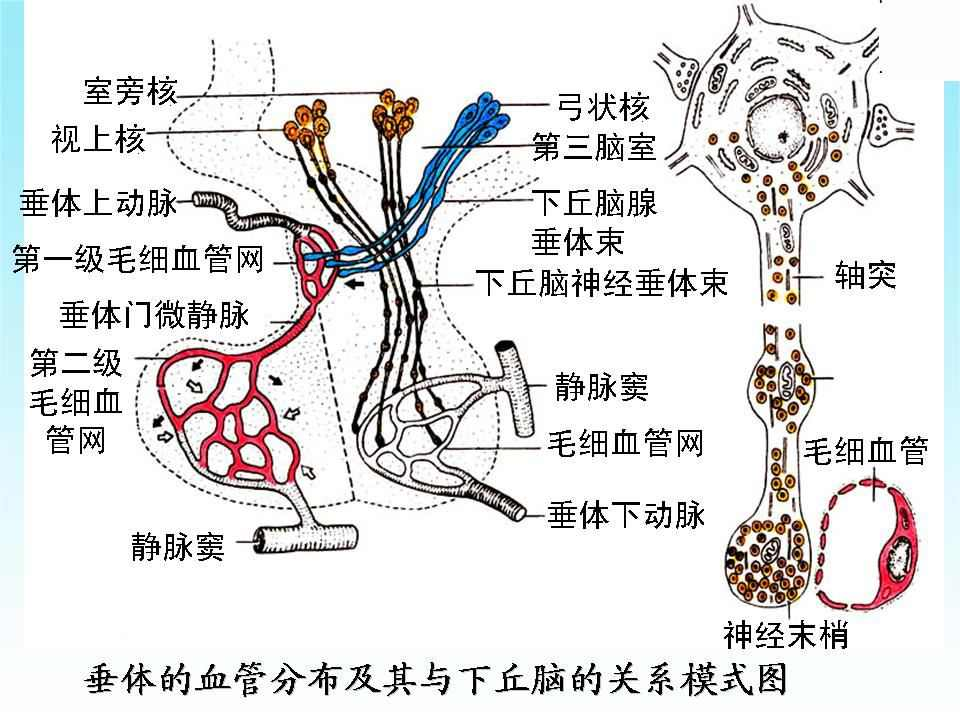 垂體門脈系統(tǒng)有多重要？