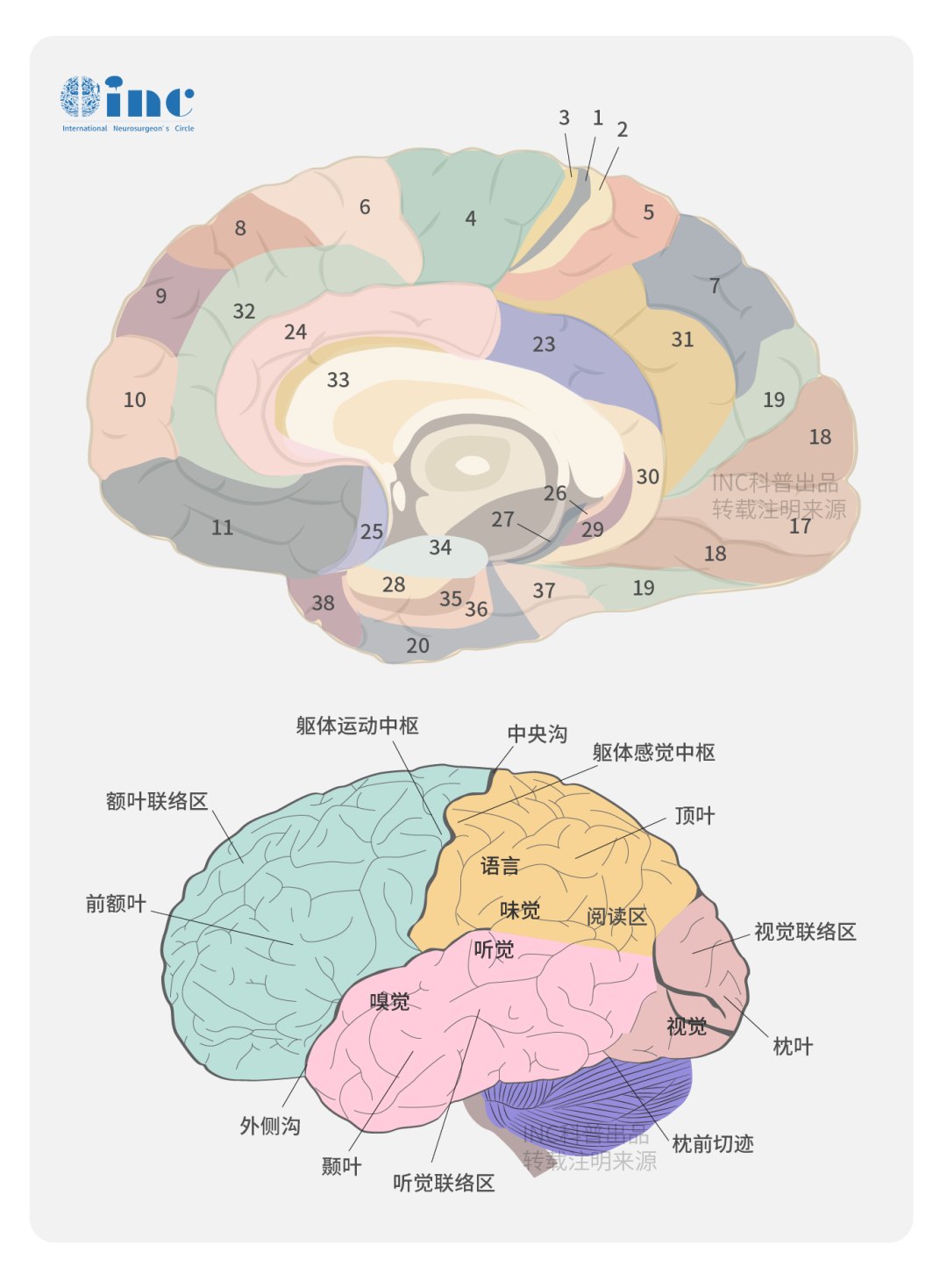 大腦半球的劃分