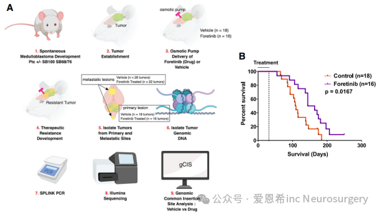 圖1：使用轉座子誘變系統(tǒng)識別髓母細胞瘤中Foretinib抗性的基因。a 描述了用Foretinib治療髓母細胞瘤小鼠以及鑒定轉座子插入位點的步驟示意圖。b Kaplan-Meier曲線圖，顯示接受Foretinib治療的小鼠總生存期顯著提高。