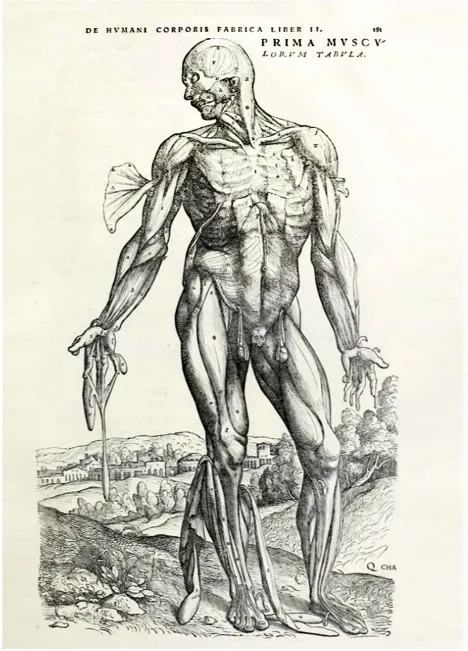 肌肉男性手繪，摘自維薩利烏斯《Fabrica》第二卷。請(qǐng)注意這幅基于尸體解剖的人體肌肉藝術(shù)圖。轉(zhuǎn)載自(X1)