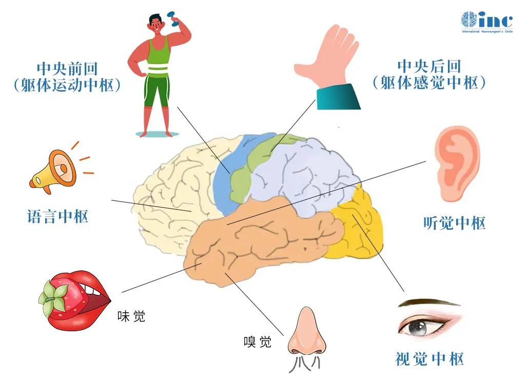 手術(shù)的目標(biāo)，在徹底清除”病灶“的同時(shí)，確保功能不會受損。