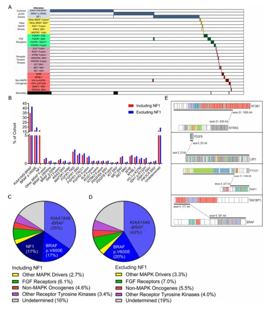 pLGG 的分子圖譜 (A) 610 例 pLGG 的分子改變及其相關(guān)類別的 Oncoprint 圖。樣本按列排列，基因和基因類別沿行標(biāo)記。* 表示這些 BRAF 單核苷酸變異（SNVs）和融合不是經(jīng)典的 KIAA1549-BRAF 或 p.V600E。(B) 條形圖顯示 2000-2017 年間診斷的所有 477 例病例中所有復(fù)發(fā)體細(xì)胞突變的頻率排序，并根據(jù)是否包含 NF1 患者進(jìn)行著色（藍(lán)色包含，紅色排除）。(C) 餅圖顯示 2000-2017 年間診斷的基于人群的 pLGG 隊(duì)列（n=477）中每個(gè)分子類別的改變頻率。(D) 餅圖顯示 2000-2017 年間診斷的非 NF1 相關(guān) pLGG（n=397）中每個(gè)分子類別的改變頻率。(E) 本研究中發(fā)現(xiàn)的罕見和新融合基因的示意圖。圖是使用圣猶達(dá) PeCan 網(wǎng)站的蛋白質(zhì)繪制功能繪制的。
