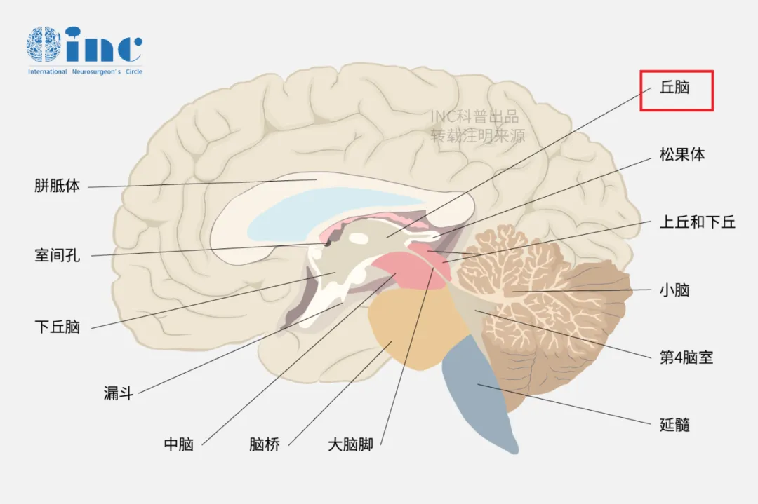 腦干作為人體的生命中樞，掌管著心跳、呼吸、吞咽等重要功能。